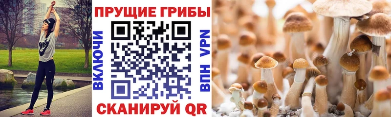 Купить  Лесосибирск  Галлюциногенные грибы Magic Shrooms 